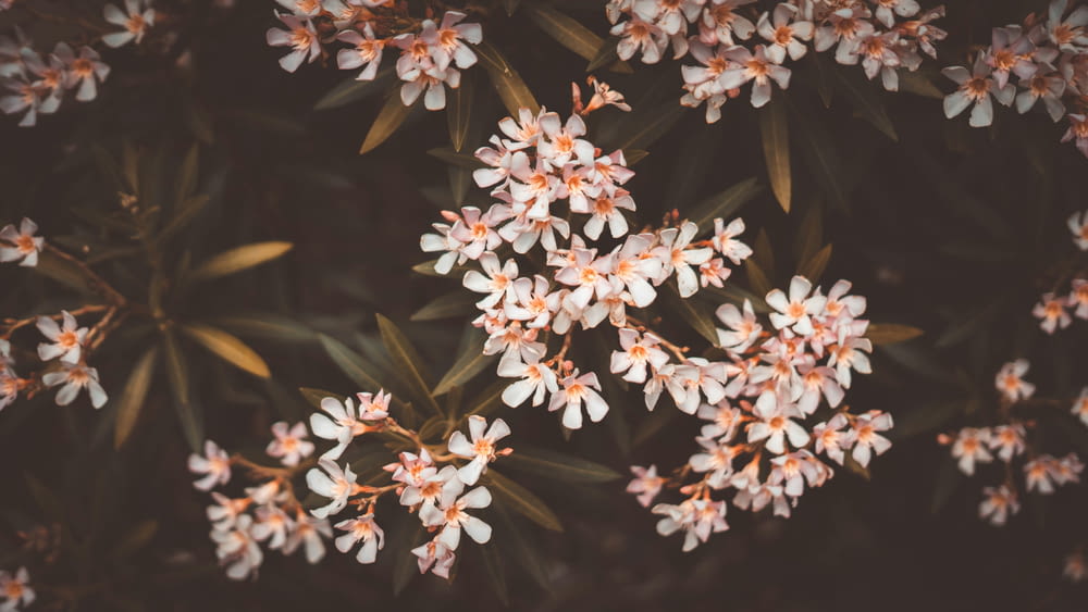 a bunch of small white flowers with orange centers