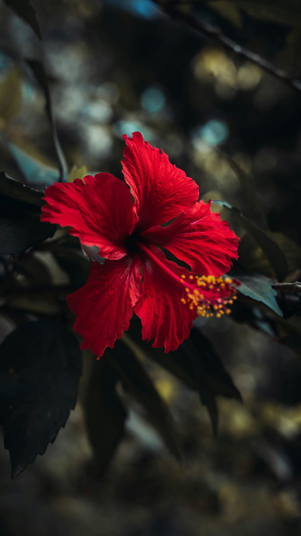 a large red flower on a tree branch