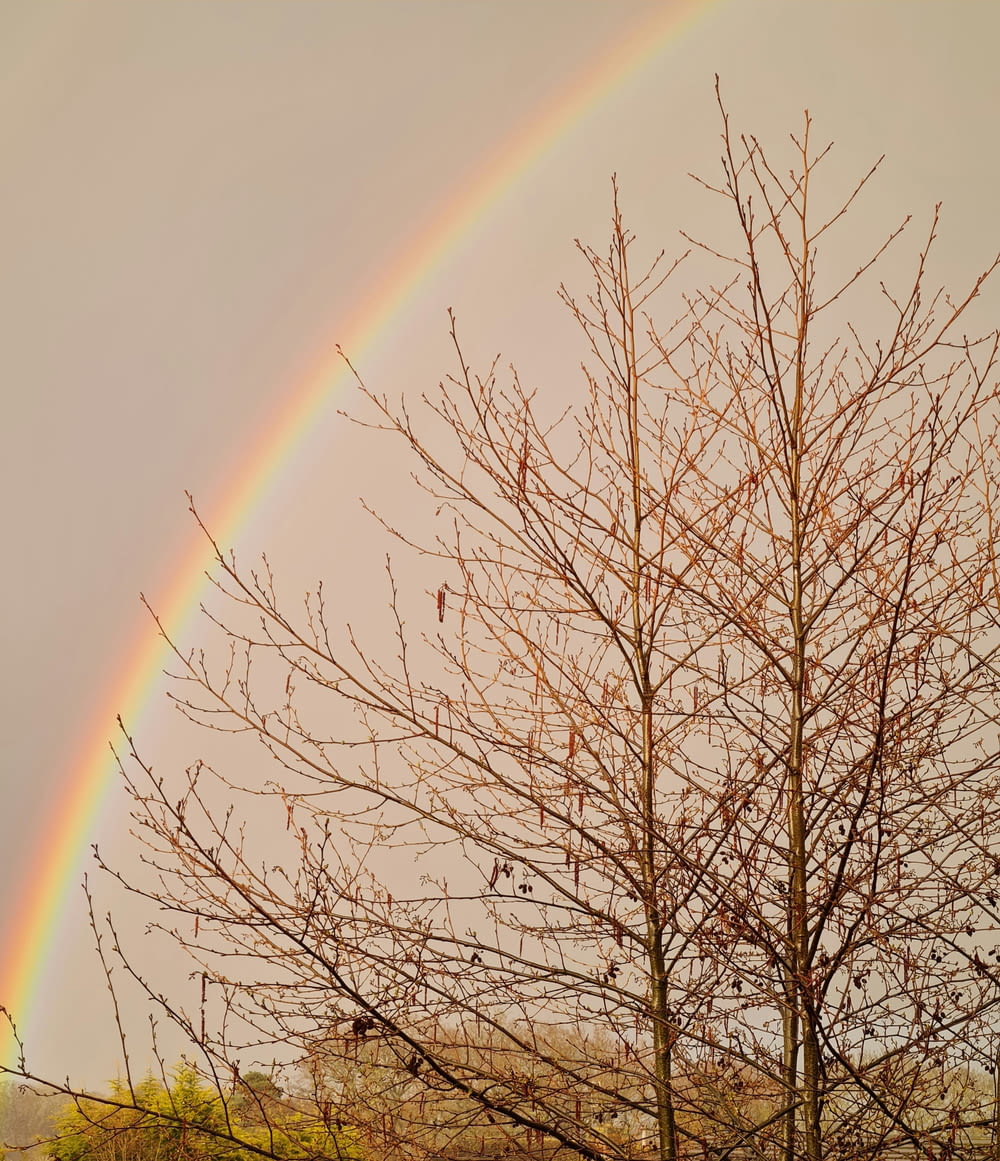 a rainbow in the sky over a tree with no leaves
