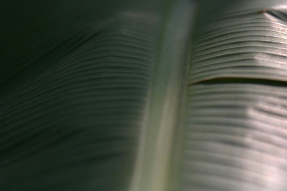 a close up of a leaf with a blurry background