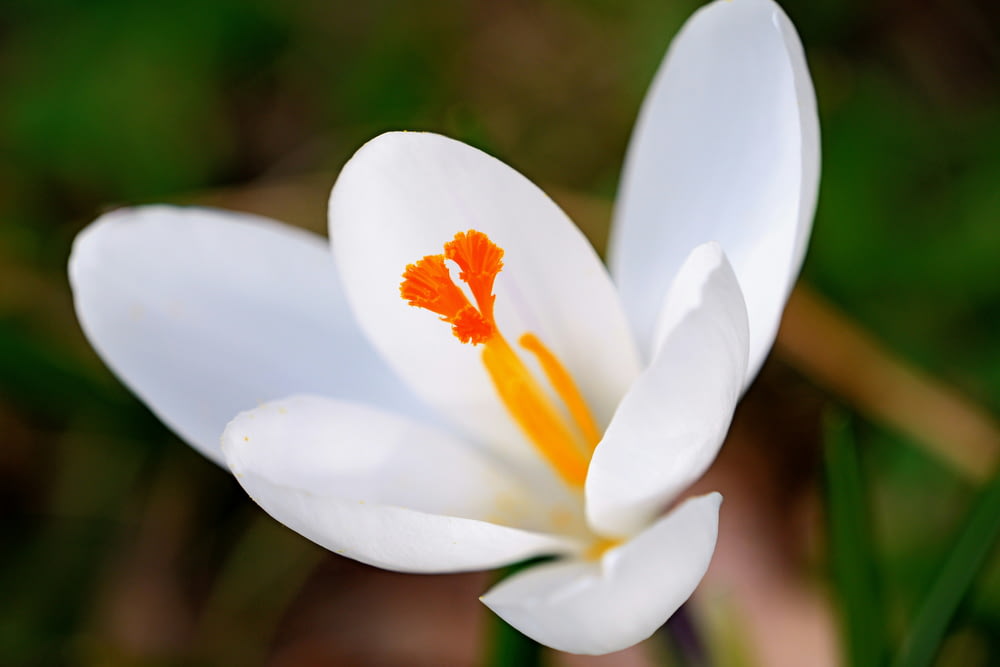 a close up of a white flower with orange stamen