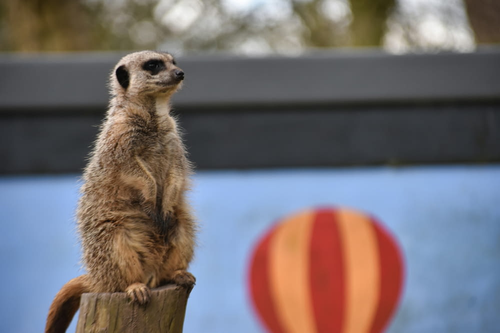 a meerkat standing on a post in front of a hot air balloon