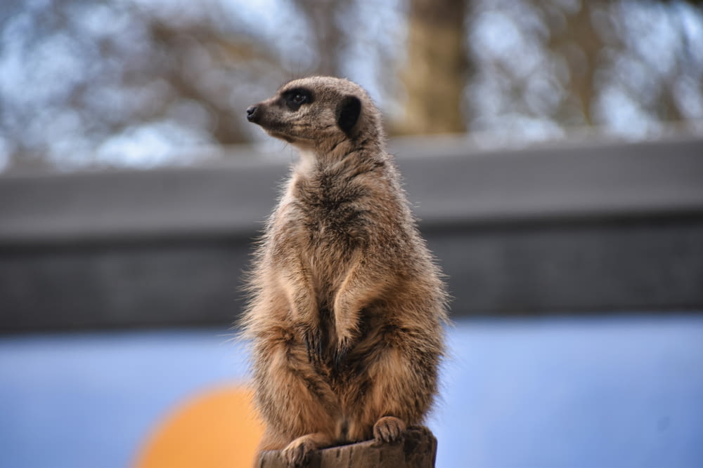 a small meerkat standing on a wooden post