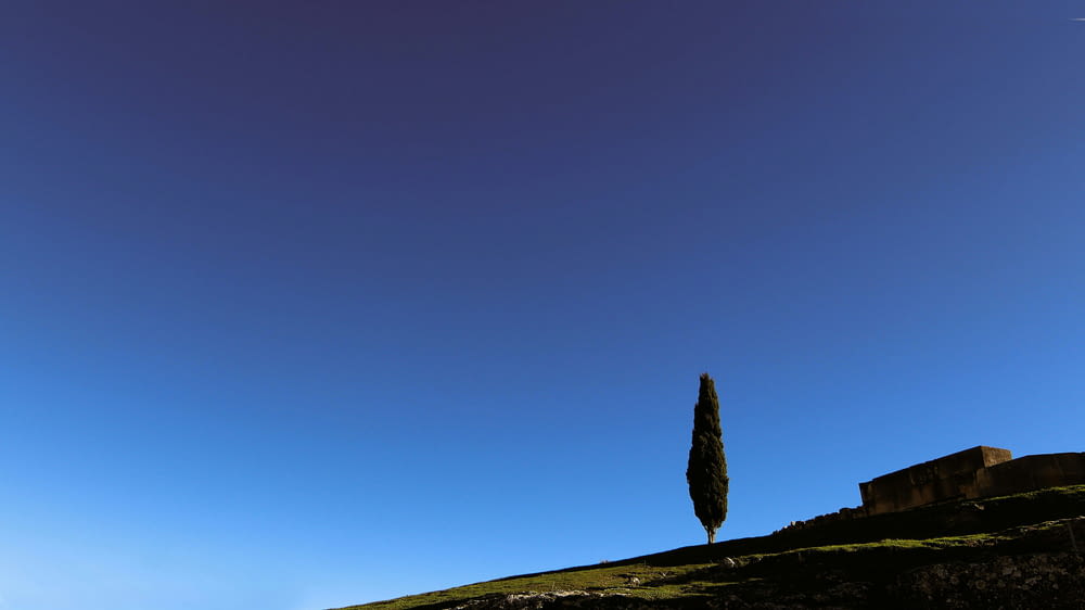 a lone tree on a hill under a blue sky
