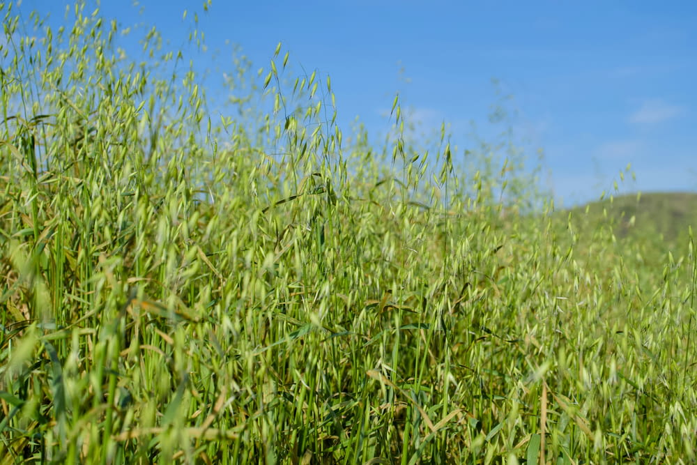 a field of grass with a blue sky in the background