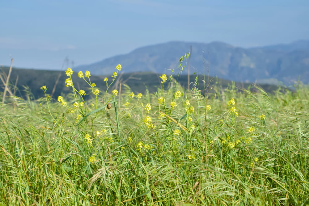 a field of tall grass with mountains in the background
