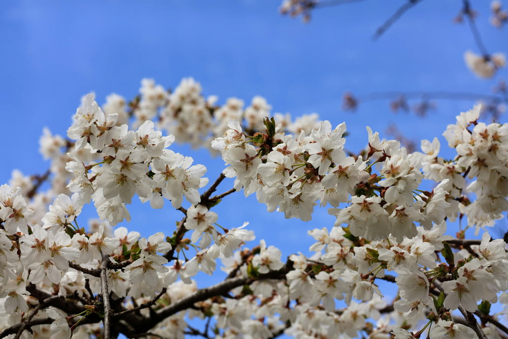 un albero con fiori bianchi davanti a un cielo blu