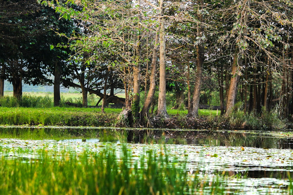 a pond surrounded by trees and grass