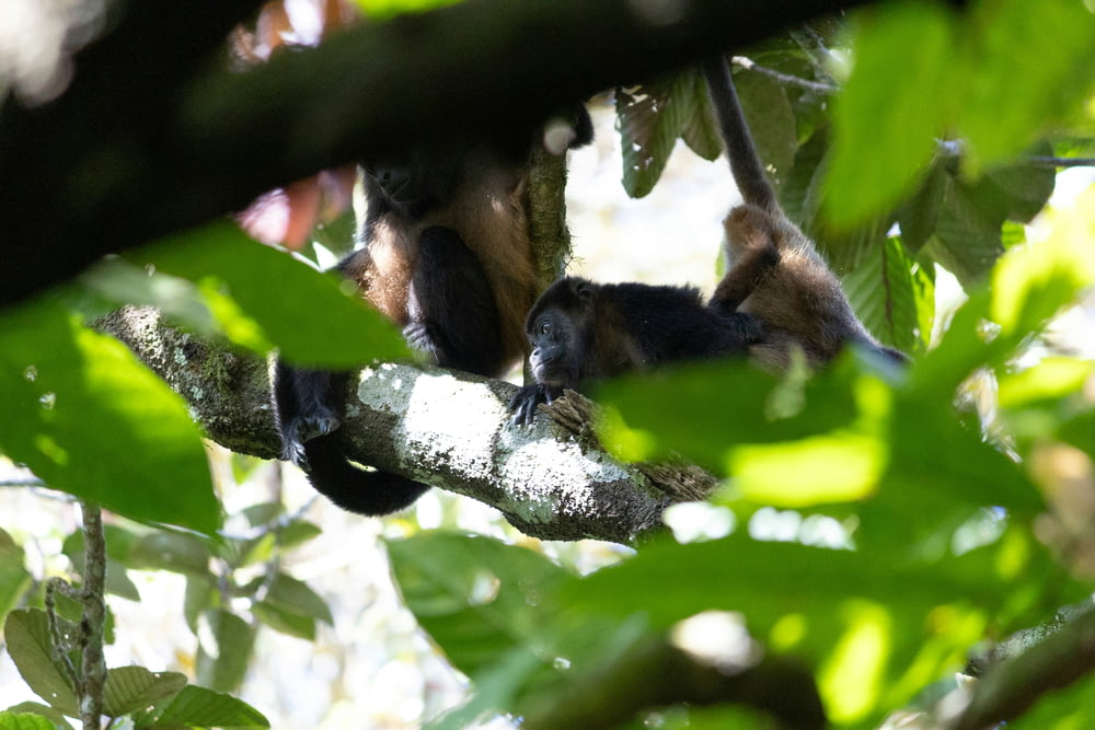 a group of monkeys hanging from a tree branch