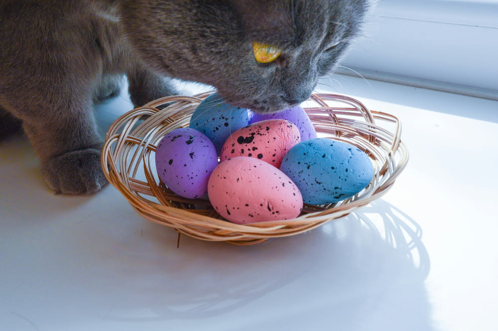 a gray cat sniffing a basket of painted eggs