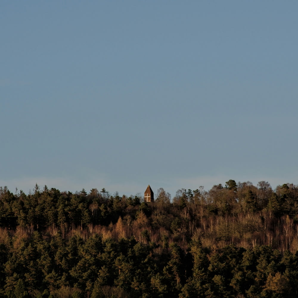 a plane flying over a forest on a clear day