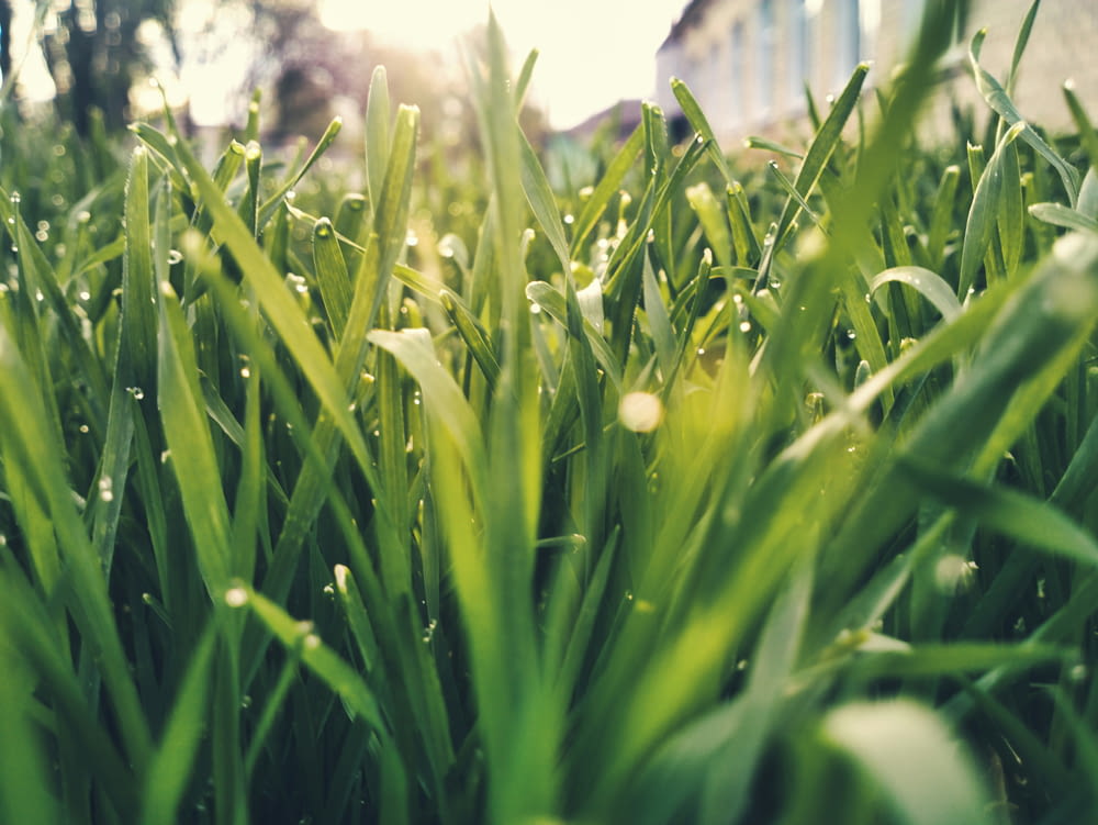 a close up of some grass with water droplets on it