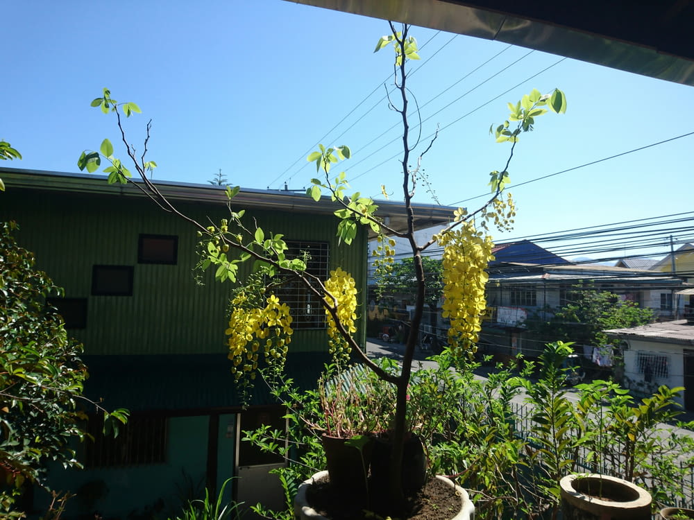 a tree with yellow flowers in front of a green building