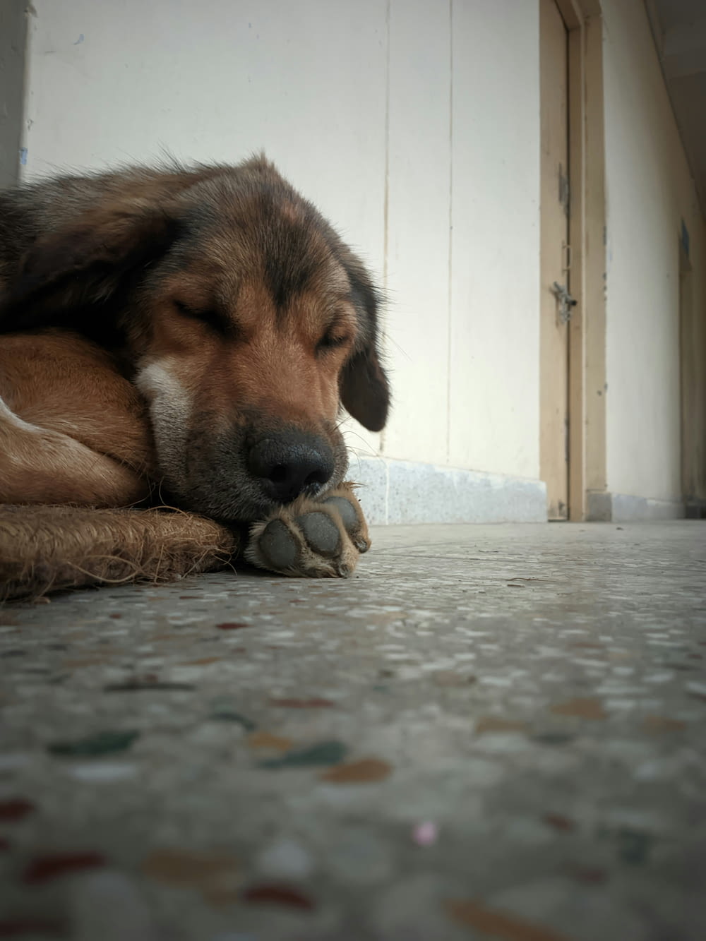 a dog laying on the floor with his head on his paw