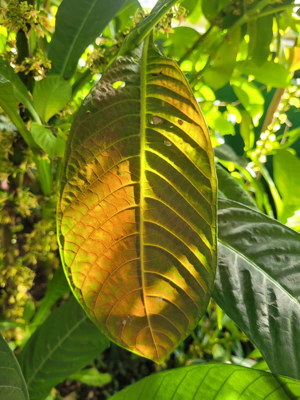 a large leaf hanging from the side of a tree