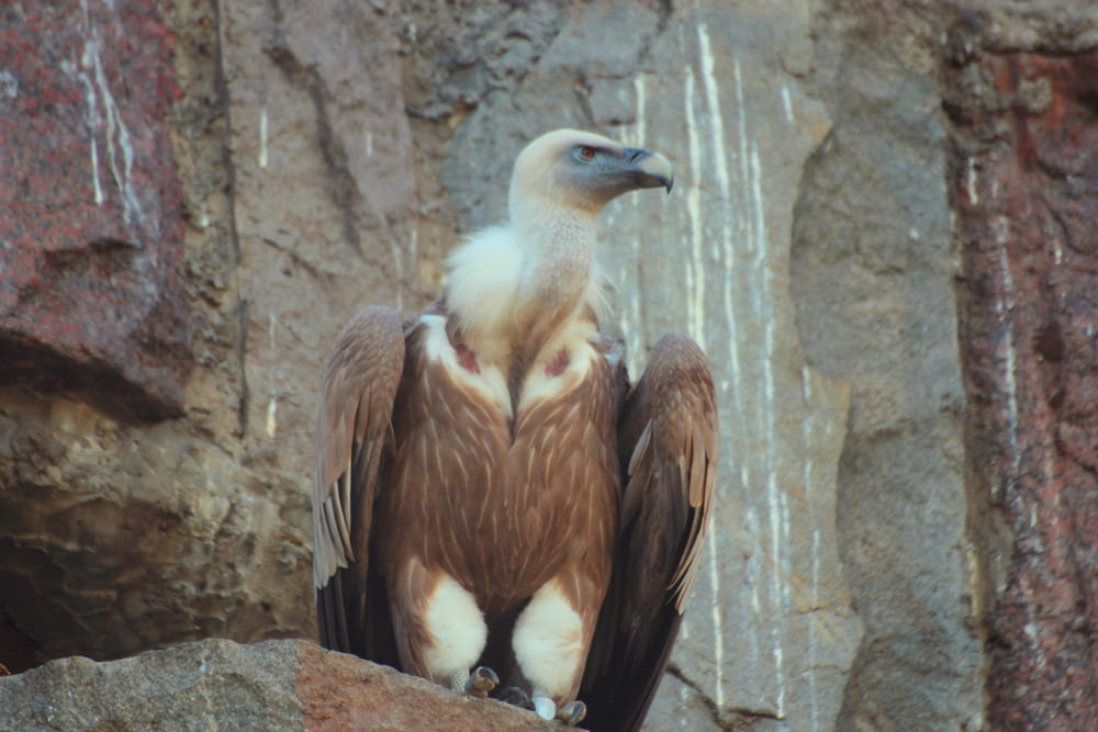 a large bird sitting on top of a rock