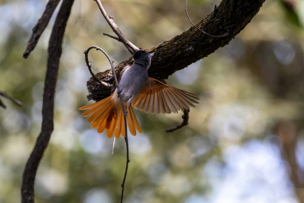 un oiseau avec ses ailes déployées sur une branche d’arbre