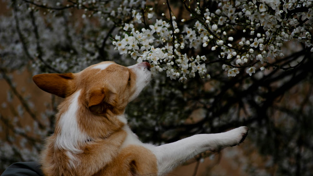 a brown and white dog sitting on top of a tree