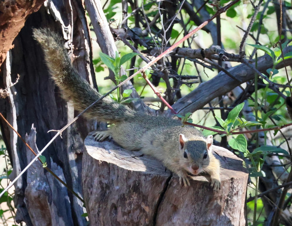 um esquilo está de pé em um toco de árvore