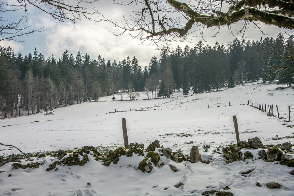 a snowy field with a fence and trees in the background