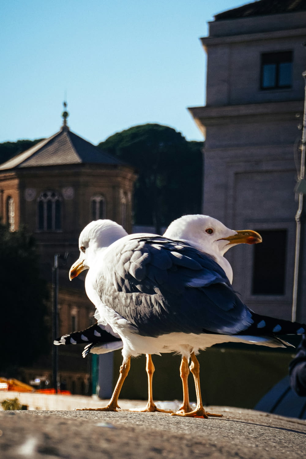 two seagulls are standing on a ledge near a building