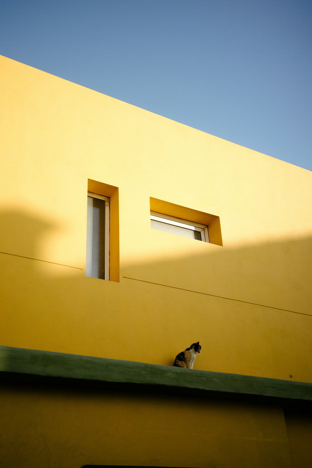 a black and white cat sitting on top of a yellow building