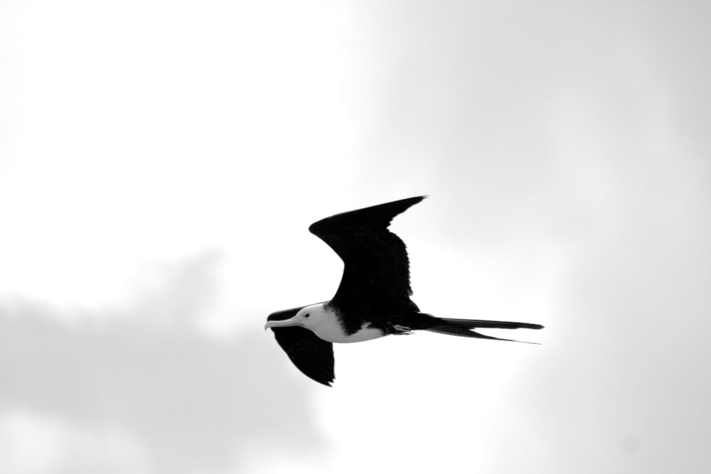 a black and white bird flying in the sky