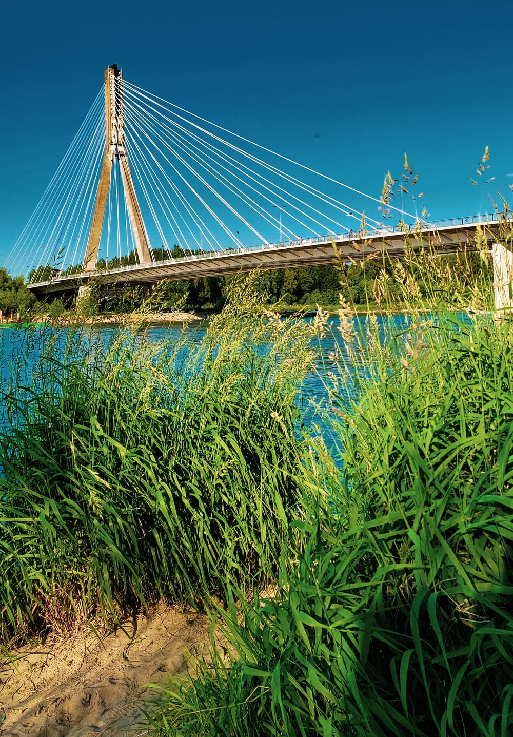 a bridge over a body of water surrounded by tall grass