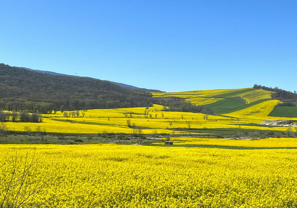 a field full of yellow flowers with hills in the background