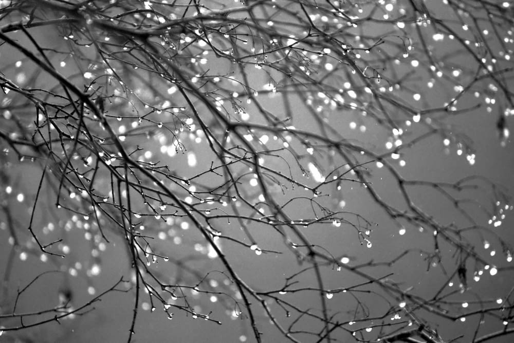 a black and white photo of raindrops on a tree