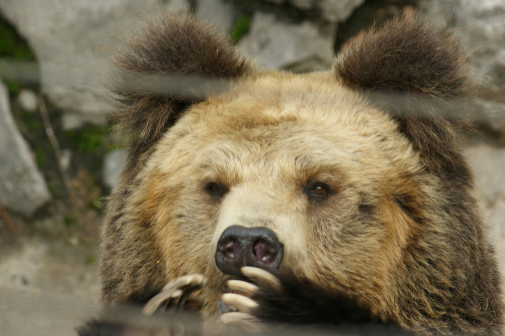 a large brown bear standing next to a rock wall