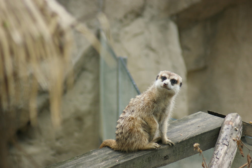 a small meerkat sitting on a wooden rail