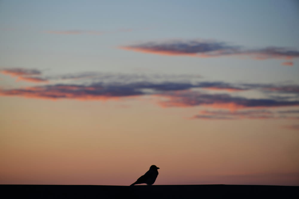 a bird sitting on top of a hill under a cloudy sky