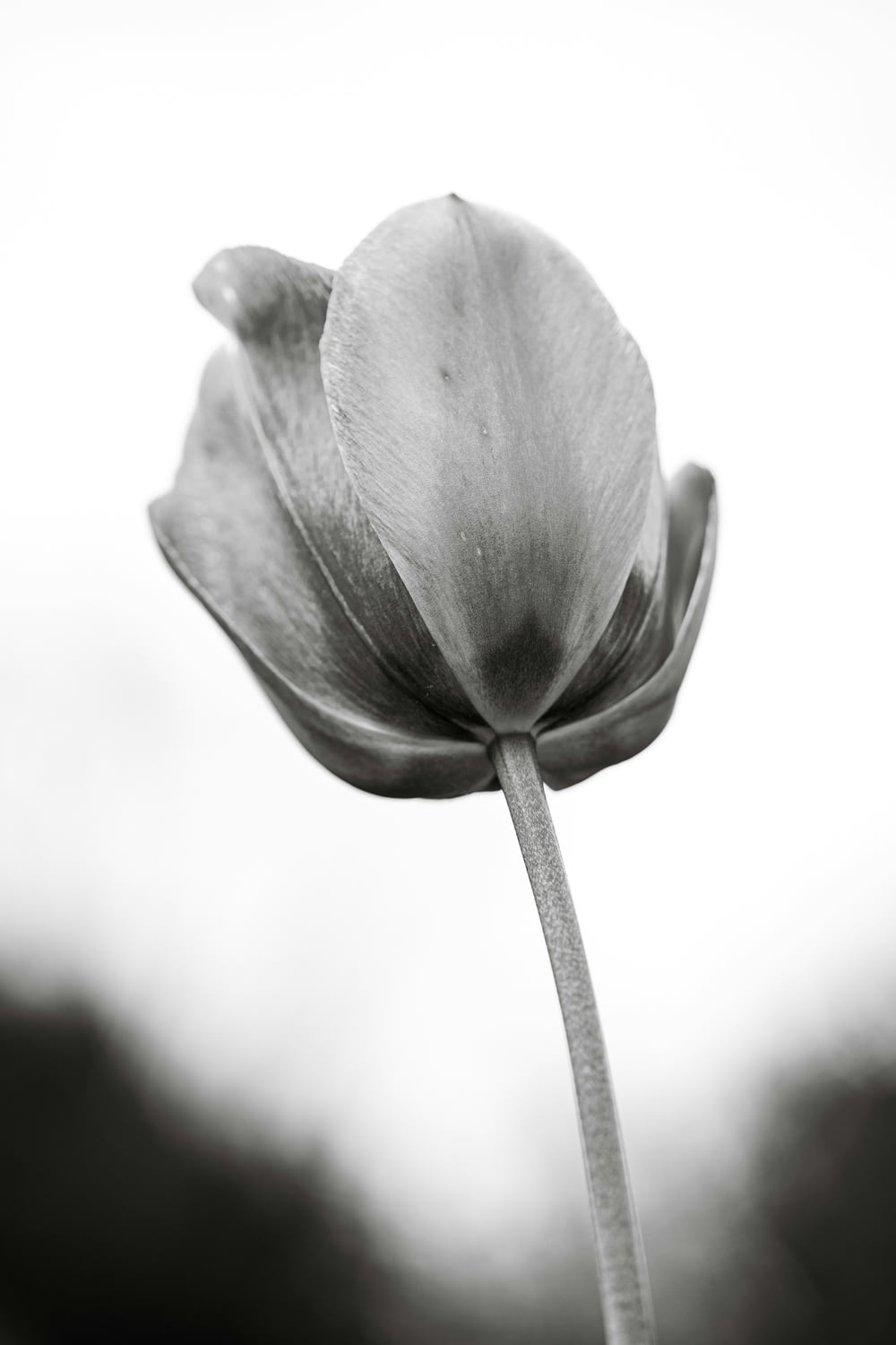 a black and white photo of a single tulip