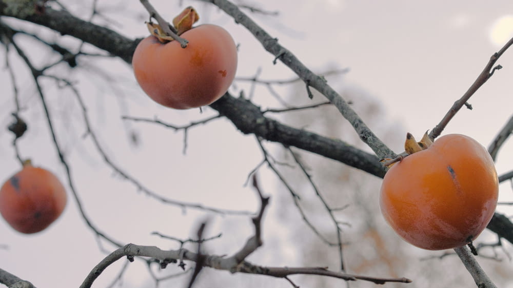 a group of fruit hanging from a tree branch