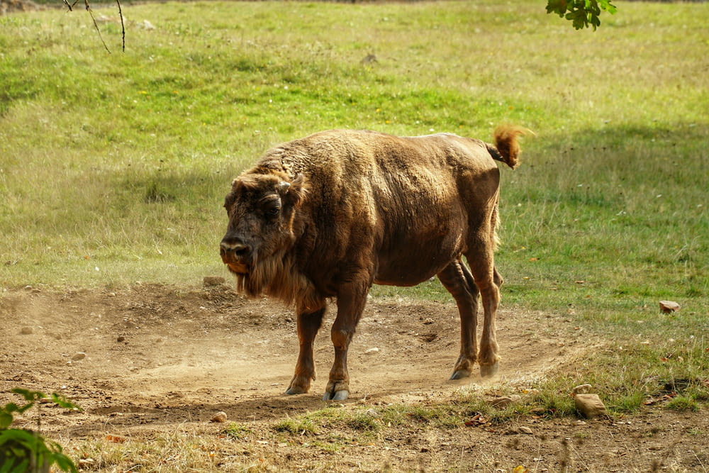 a brown cow standing on top of a dirt field