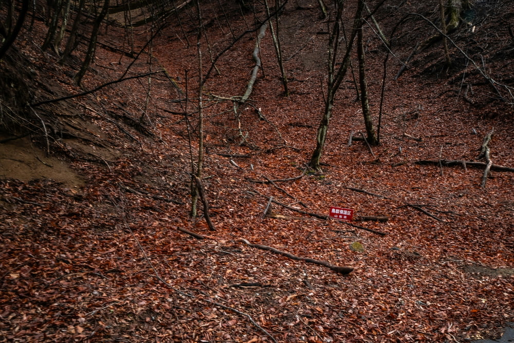 a red stop sign sitting in the middle of a forest