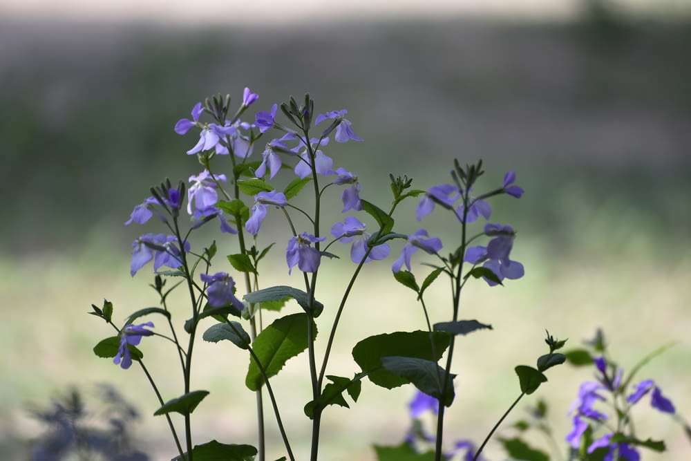 a group of purple flowers in a field