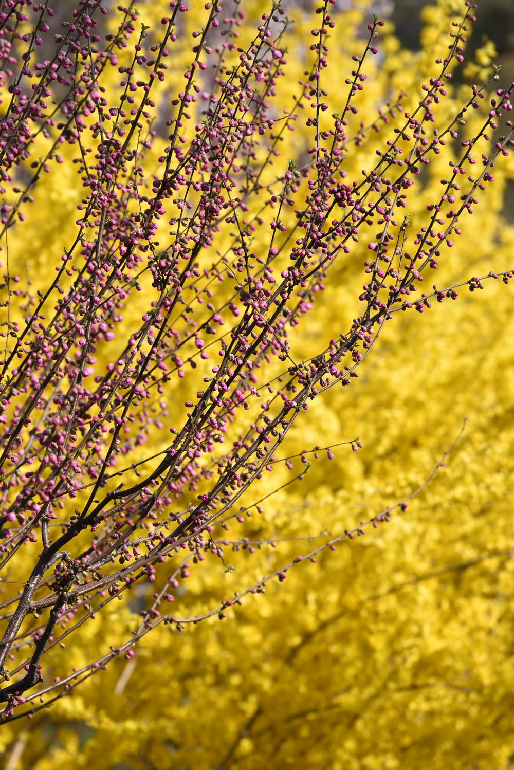 a bush with purple flowers in front of a yellow bush