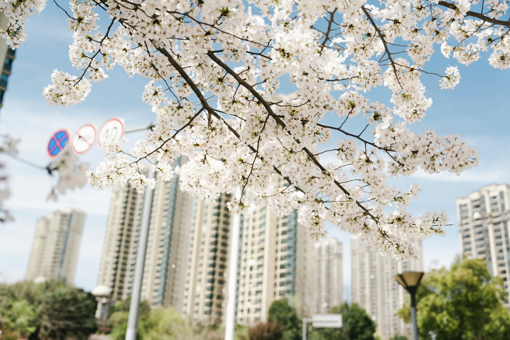 a tree with white flowers in front of tall buildings