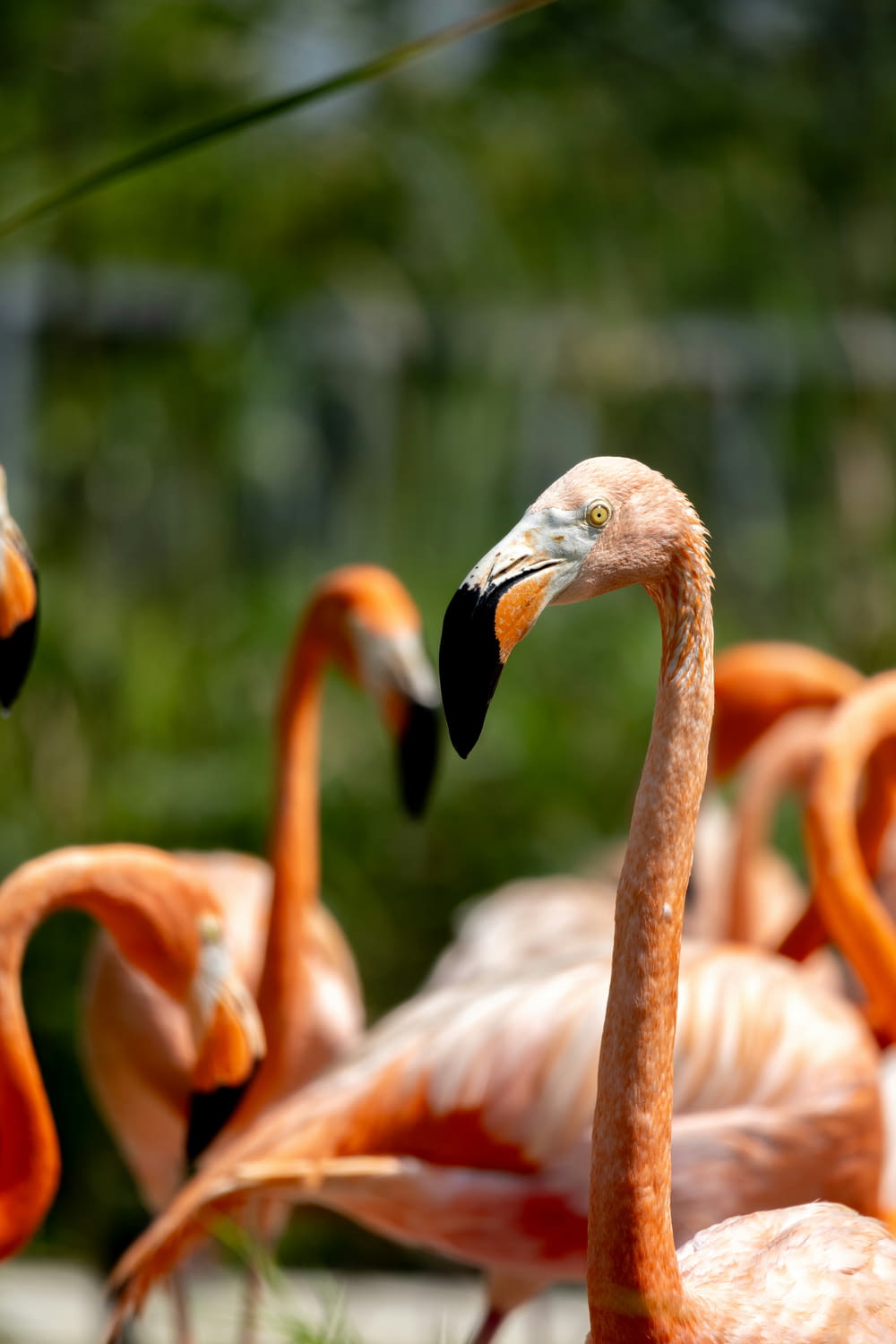 a group of flamingos standing around in the grass