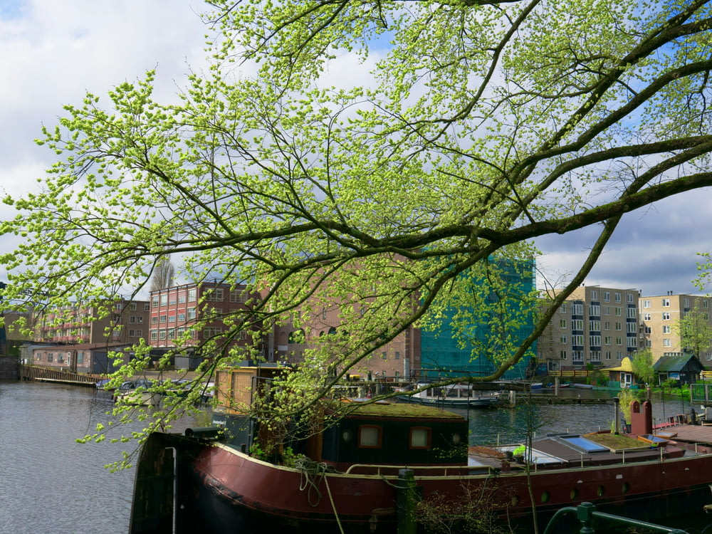 a boat is docked in the water near a tree