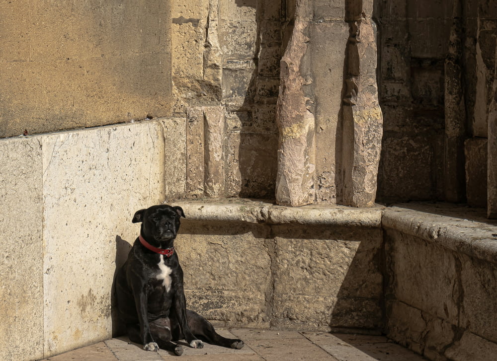 a black dog sitting next to a stone wall