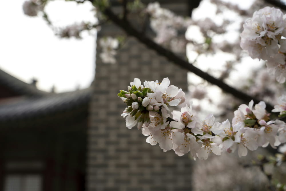 a tree with white flowers in front of a brick building