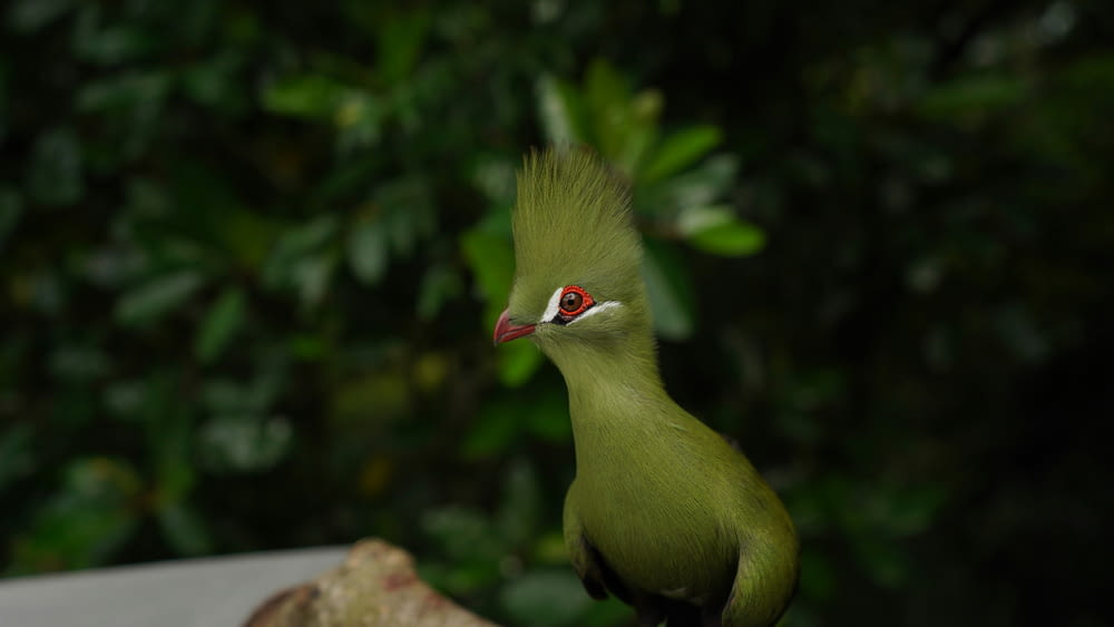 a green bird with a red beak standing on a branch