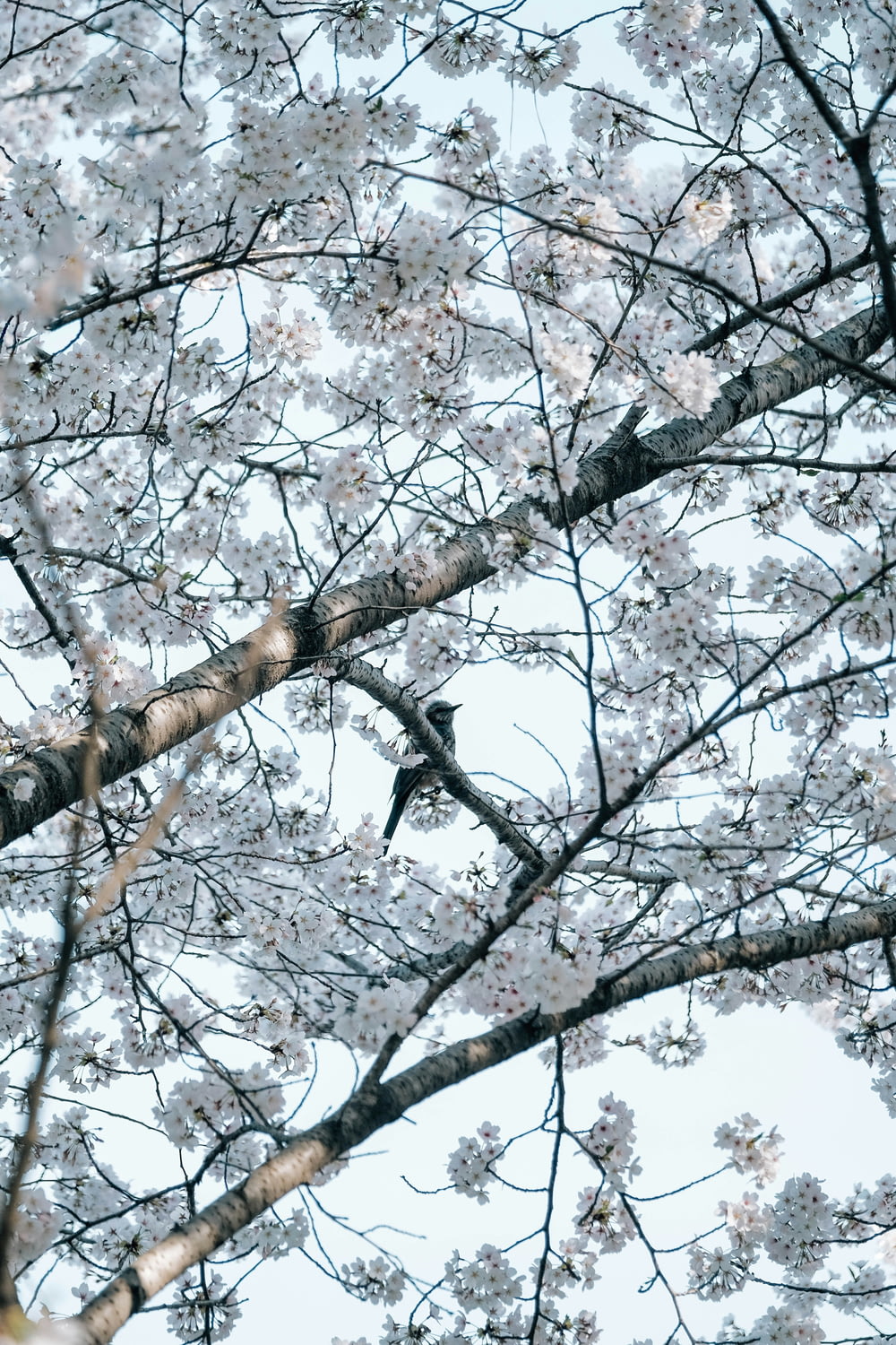 un oiseau assis sur une branche d’un cerisier en fleurs