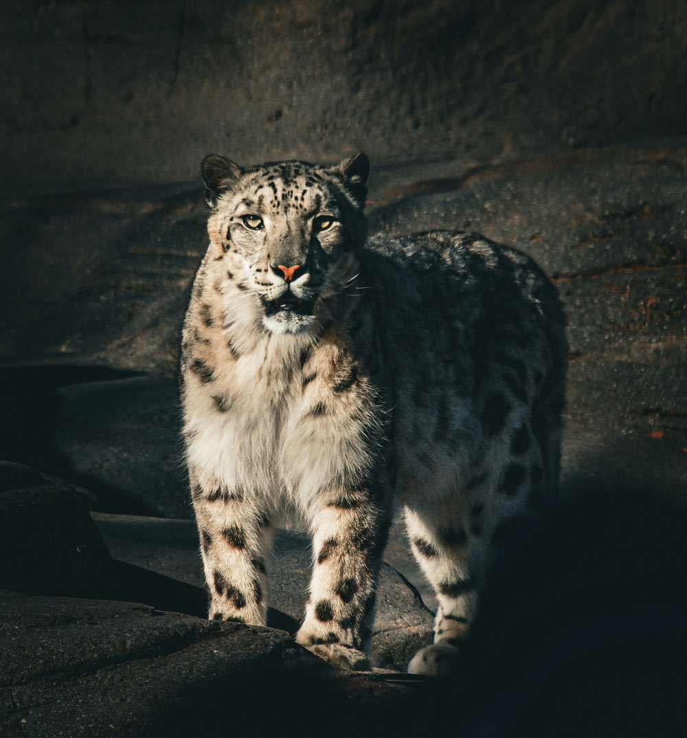 a snow leopard standing on top of a rock