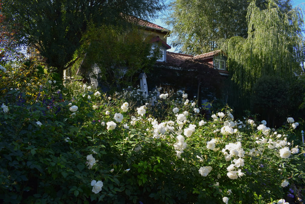 a house is surrounded by white flowers and trees