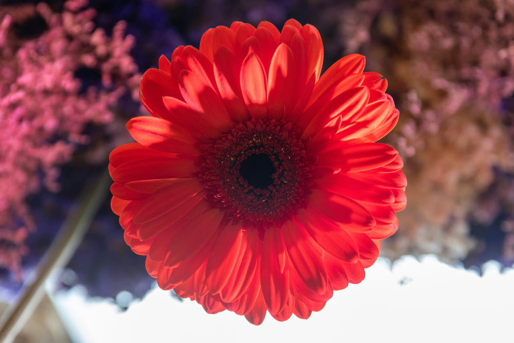 a bright red flower with a blurry background