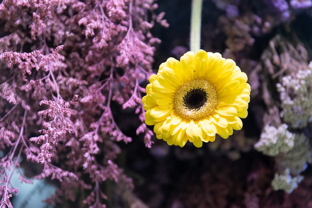 a yellow flower is surrounded by purple flowers
